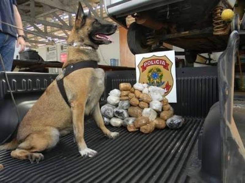 cachorro-farejador-de-pessoas