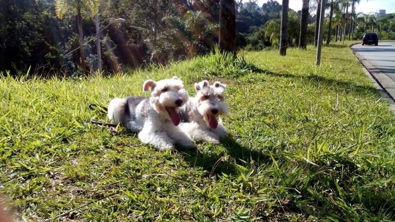 creche-de-hospedagem-para-cachorro