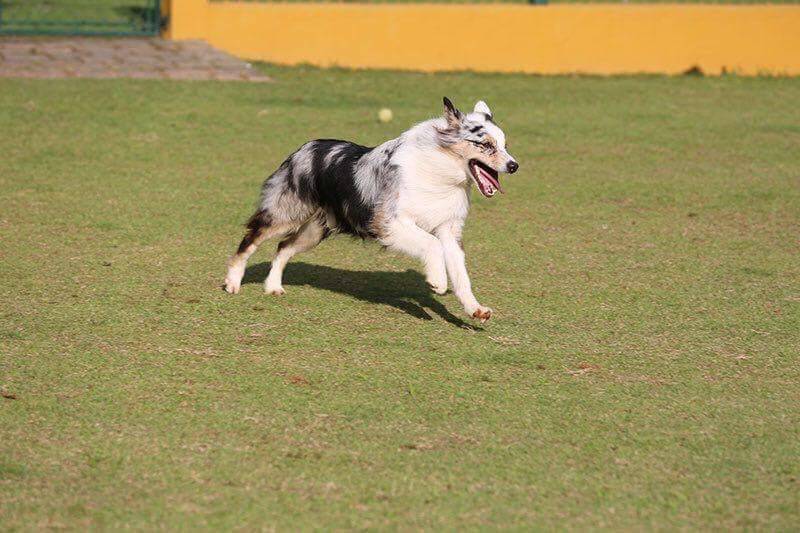 curso-de-adestramento-border-collie