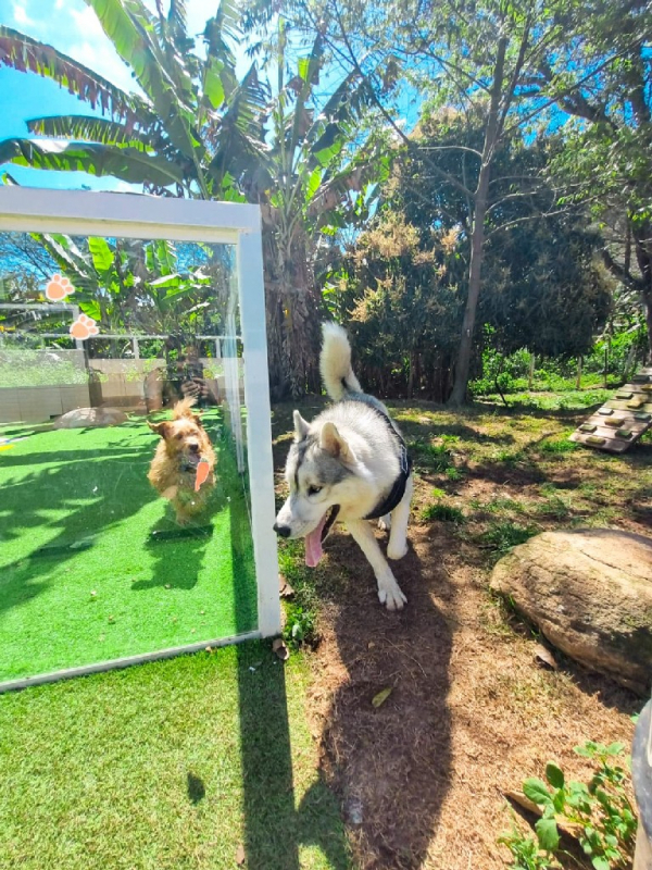 creche-para-cachorros-barueri