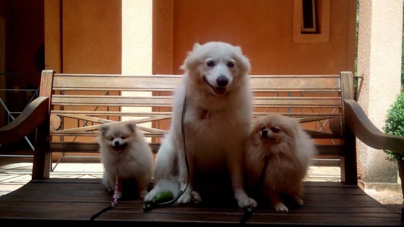 especialista-de-encontrar-cachorro-perdido