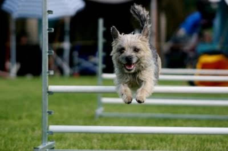 hotelzinho-de-cachorro-com-agility