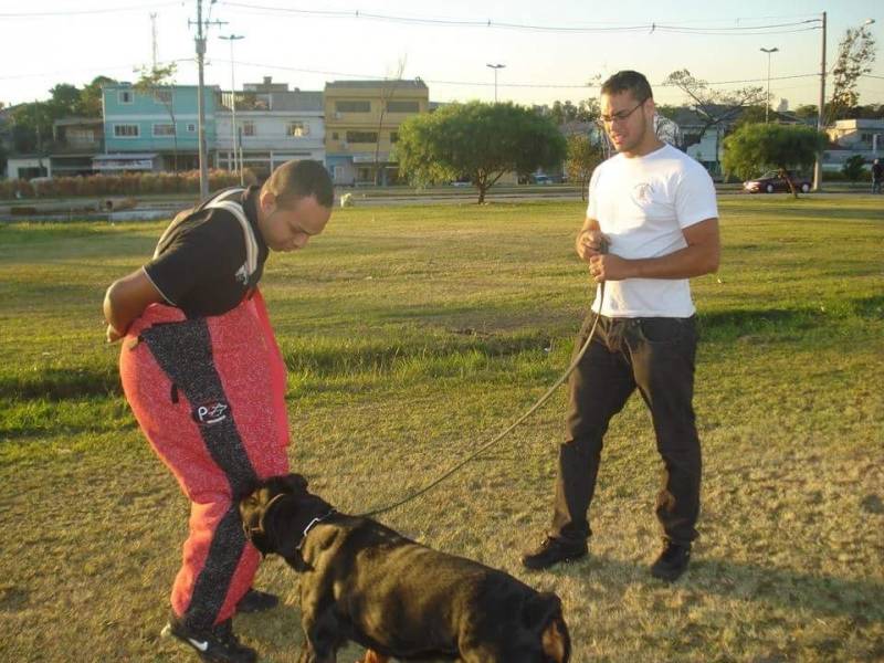 locacao-de-caes-de-seguranca-adestrados