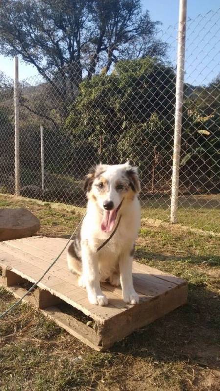 cachorro-de-seguranca-para-locacao