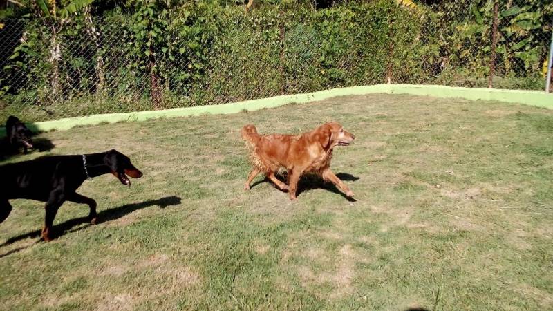 cachorros-de-seguranca-para-alugar