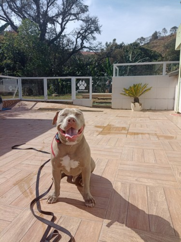 treinamento-intensivo-para-cachorro-de-guarda-vila-mariana