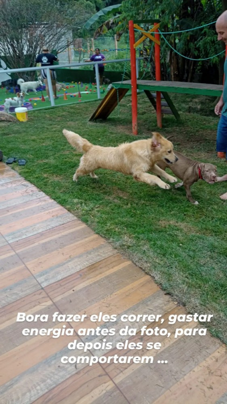 treinamento-intensivo-para-cachorro-pinheiros