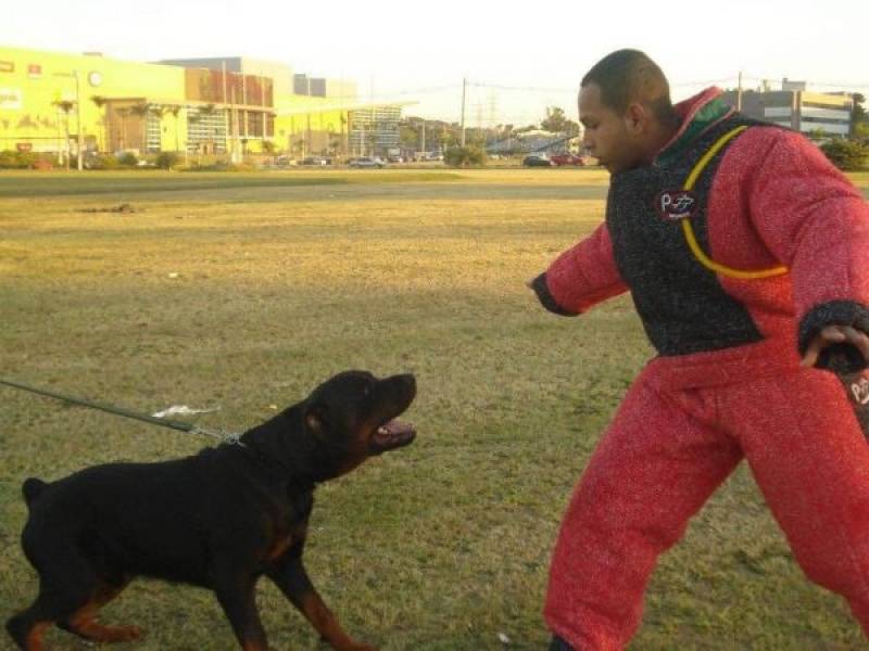 treinadores-para-caes